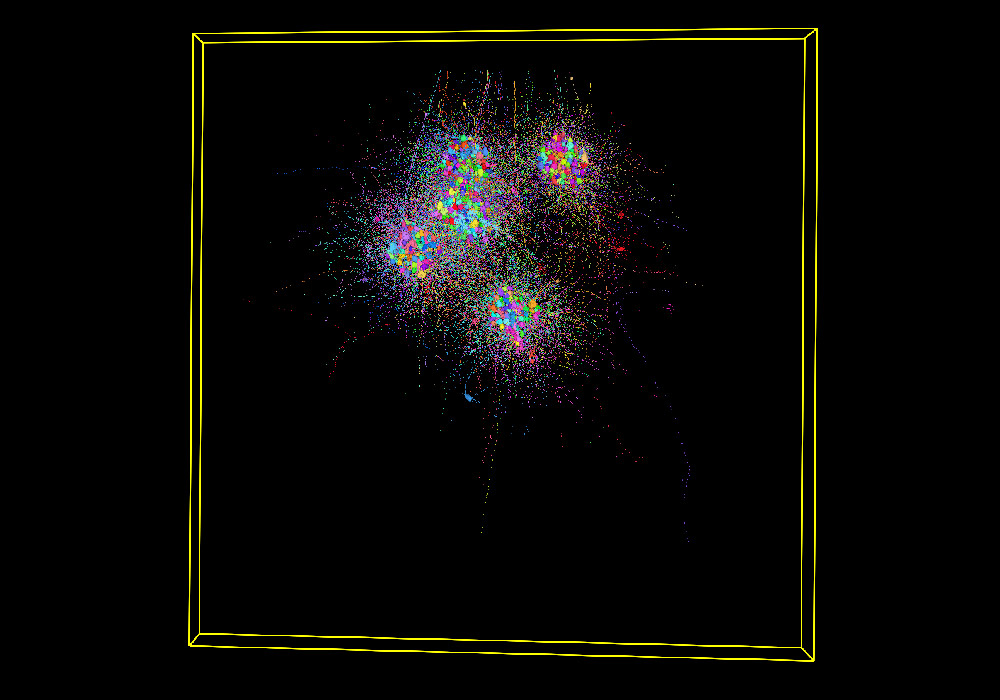 Calcium imaged GCL cells